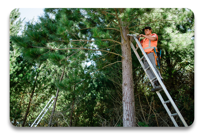 Forest Industry Foundation Skills course at Te Wananga o Aotearoa