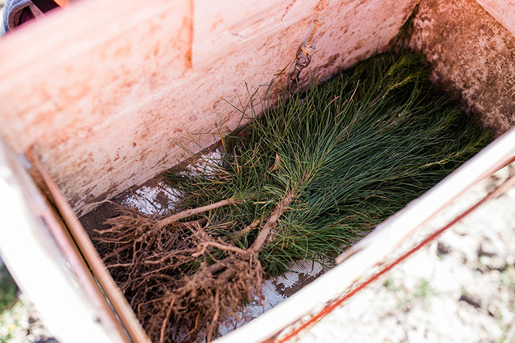 Sowing success with industry article image