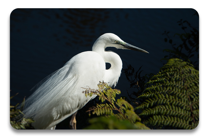 Te Tohu Paerua o Te Reo Kairangi - Master of Māori Language Excellence course at Te Wananga o Aotearoa